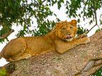 Young Male Lion in a tree in the Ishasha region of Queen Elizabeth National Park in Uganda