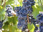 Grapes on the Vine; Shutterstock ID 107539832; Project/Title: In Focus Napa and Sonoma ebook