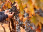Farmer Inspecting His Ripe Wine Grapes Ready For Harvest.