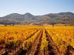 Napa Valley Vineyards in Autumn