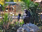 Pensive chimpanzee